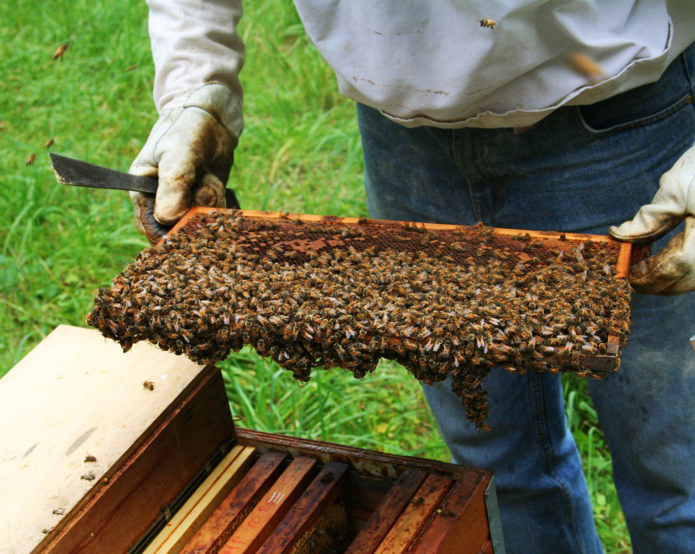 חלת דבש מלאה בדבורים