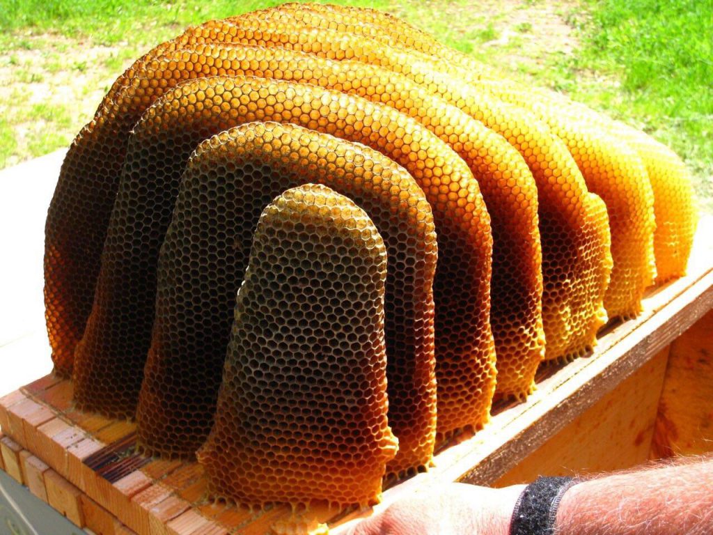 חלת דבורים בטבע